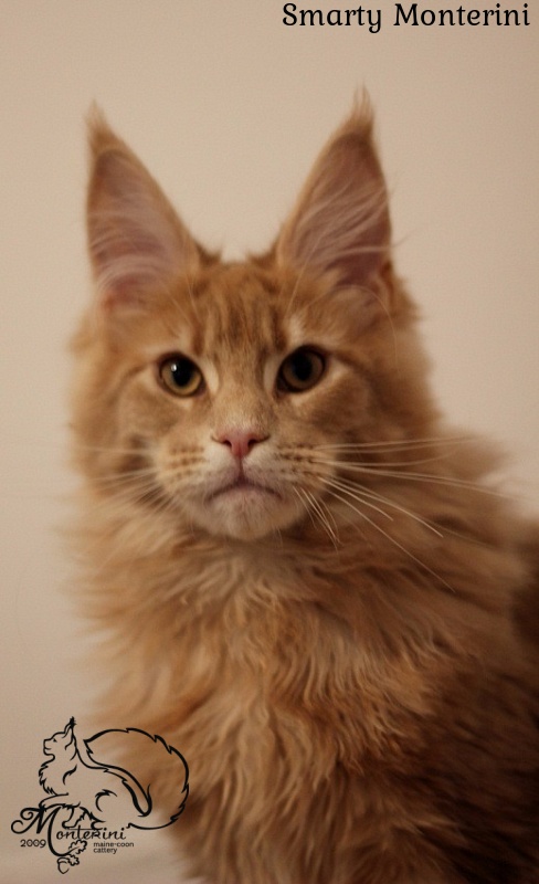 Smarty Monterini - maine-coon