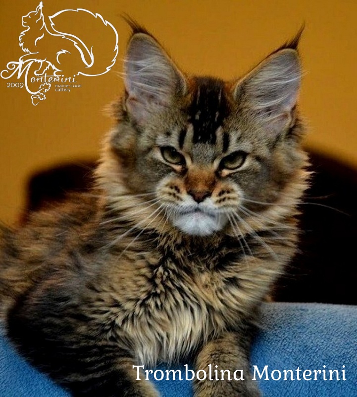 Trombolina Monterini - мейн-кун