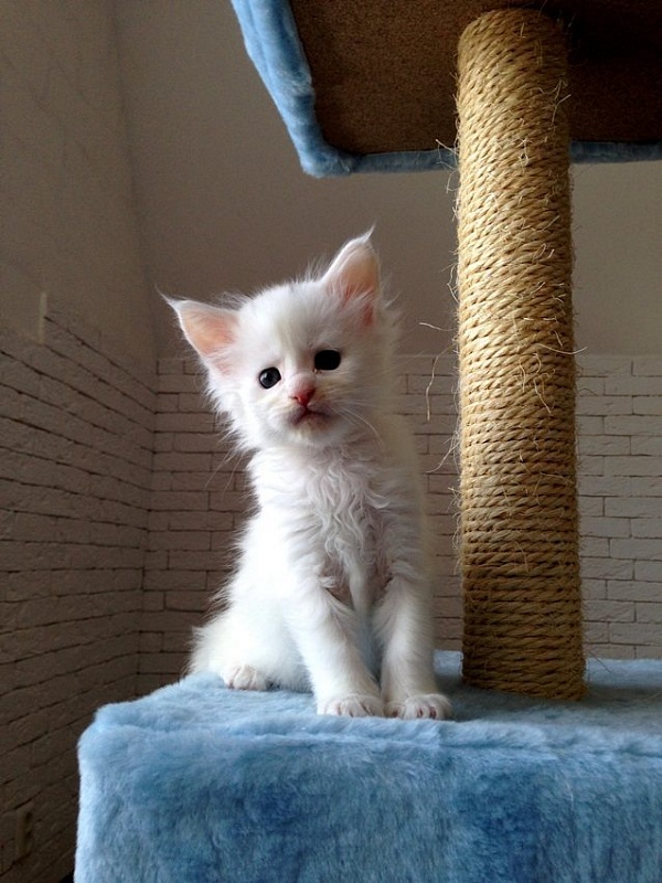 Uma Monterini - maine-coon