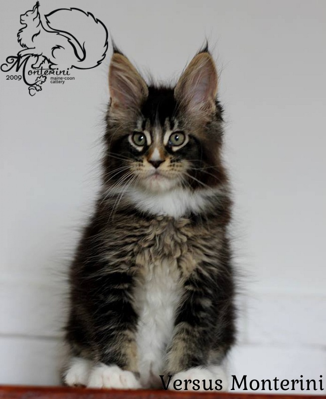 Versus Monterini - maine-coon