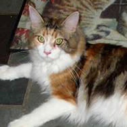 Hollishill Cosette
