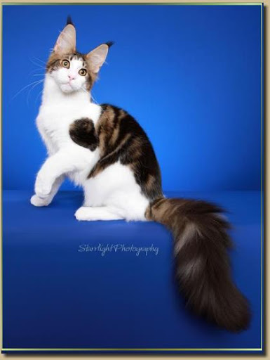 Kelim Coons Wildwood of CascadeMtn - maine-coon
