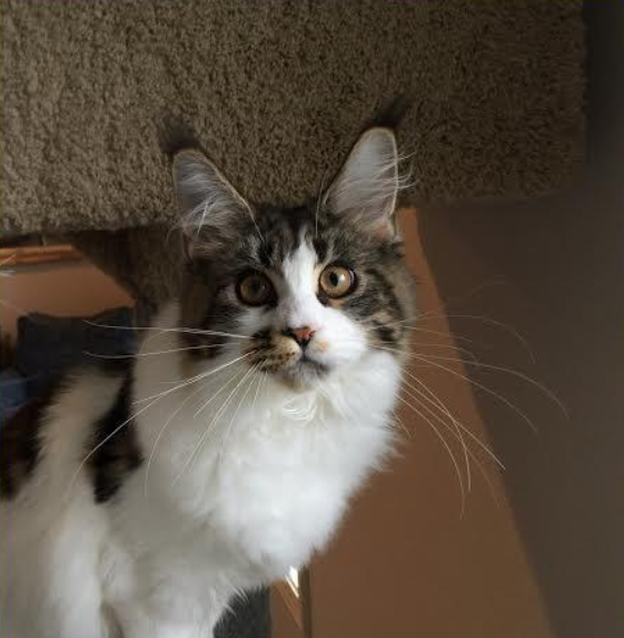 Mainesuspect EskimoPi of CascadeMtn - maine-coon