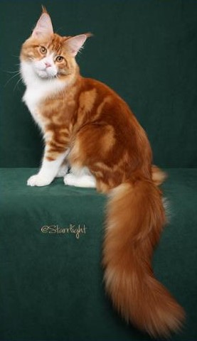 Mainesuspect Yuma of CascadeMtn - maine-coon