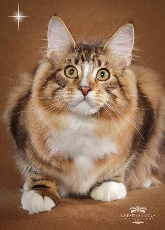 CJPaws Bogey of Catgo - мейн-кун