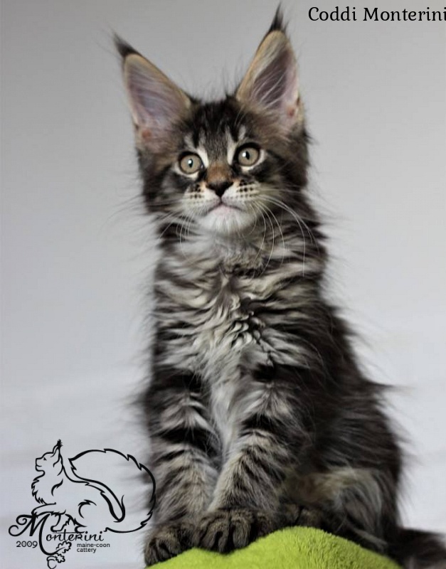 Coddi Monterini - maine-coon