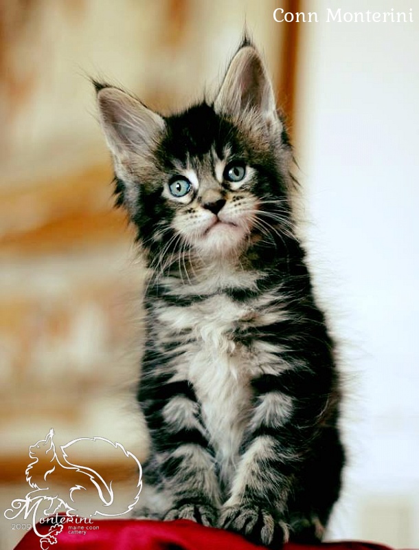 Conn Monterini - maine-coon