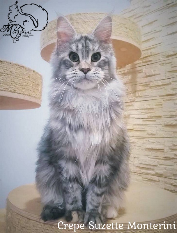 Crepe Suzette Monterini - maine-coon