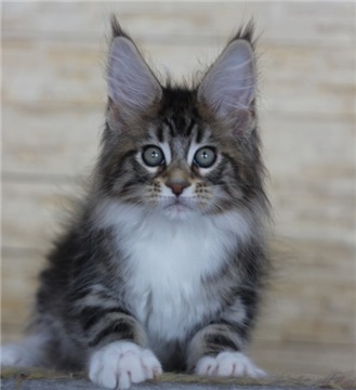 Bro Monterini - maine-coon