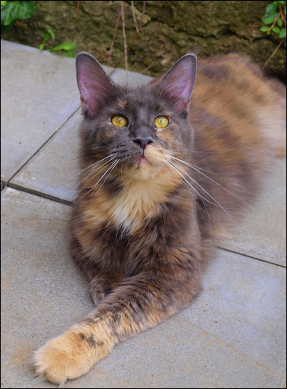 Family Stars Erica - maine-coon