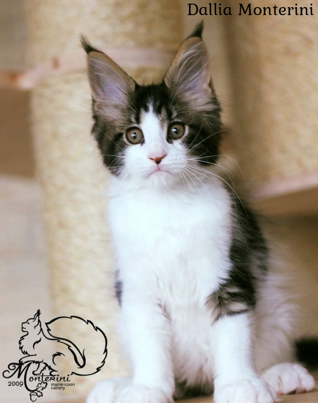 Dallia Monterini - maine-coon