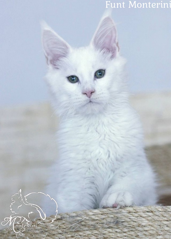 Funt Monterini - maine-coon