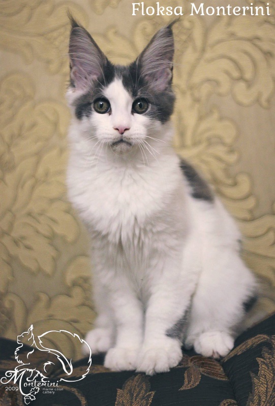 Floksa Monterini - maine-coon
