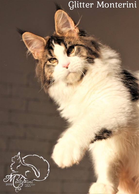 Glitter Monterini - maine-coon