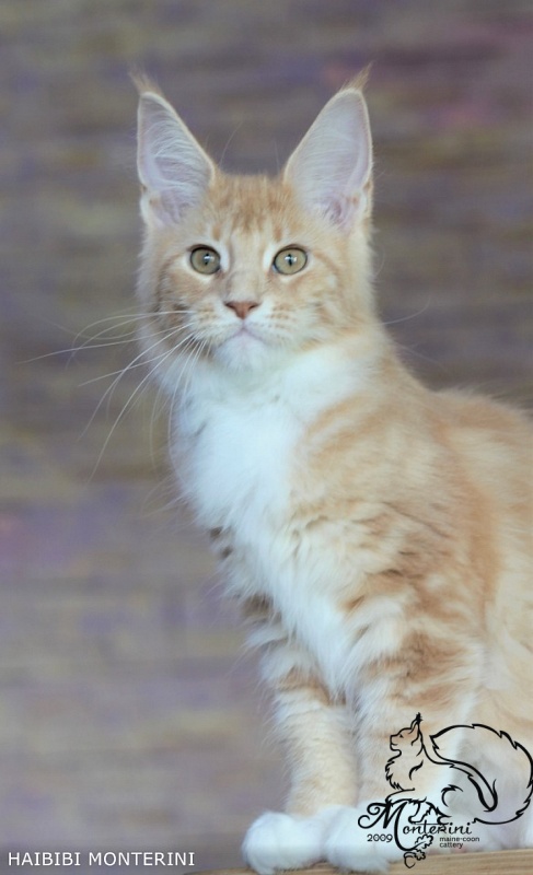 Habibi Monterini - maine-coon