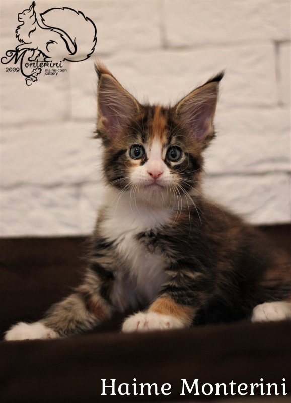 Haime Monterini - maine-coon