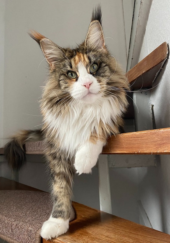 Haime Monterini - Adult maine-coon 2.5 years 1.5 week