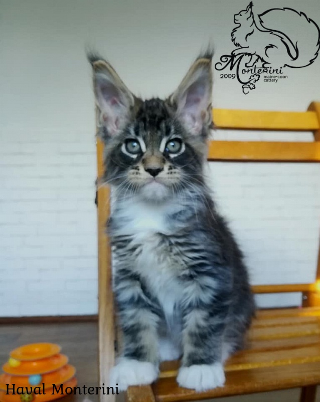 Haval Monterini - maine-coon