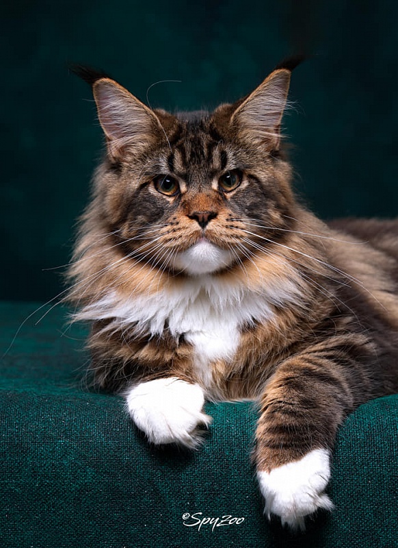 Haval Monterini - Adult maine-coon 2 years 3 months