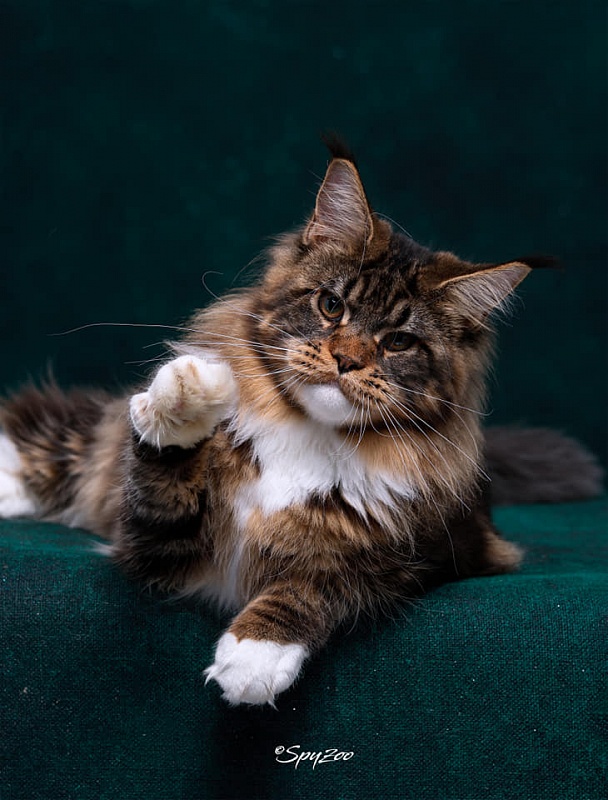 Haval Monterini - Adult maine-coon 2 years 3 months