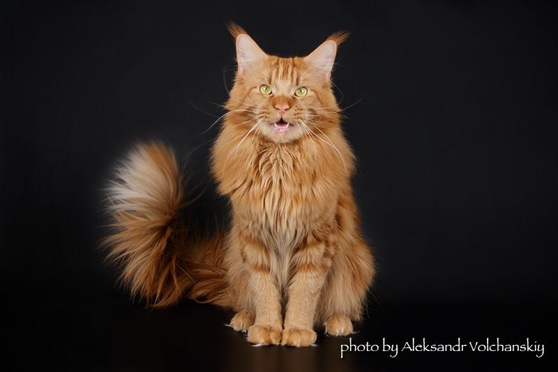 Top Coon Dakota - maine-coon