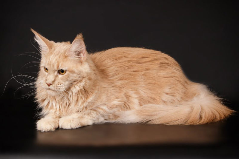 Amazzone the Guardian - maine-coon