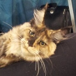 Lolita Afonya Coon