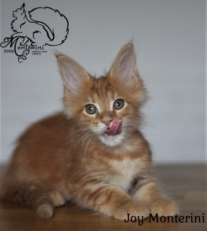 Joy Monterini - maine-coon