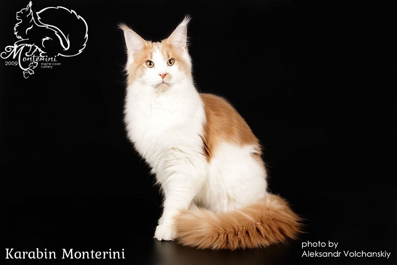 Karabin Monterini - мейн-кун