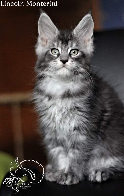 Lincoln Monterini - maine-coon