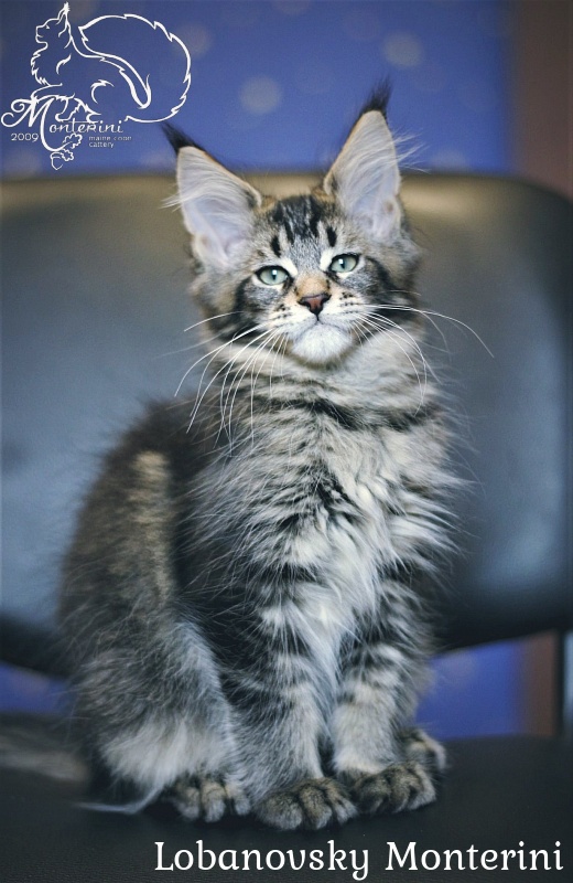 Lobanovsky Monterini - maine-coon