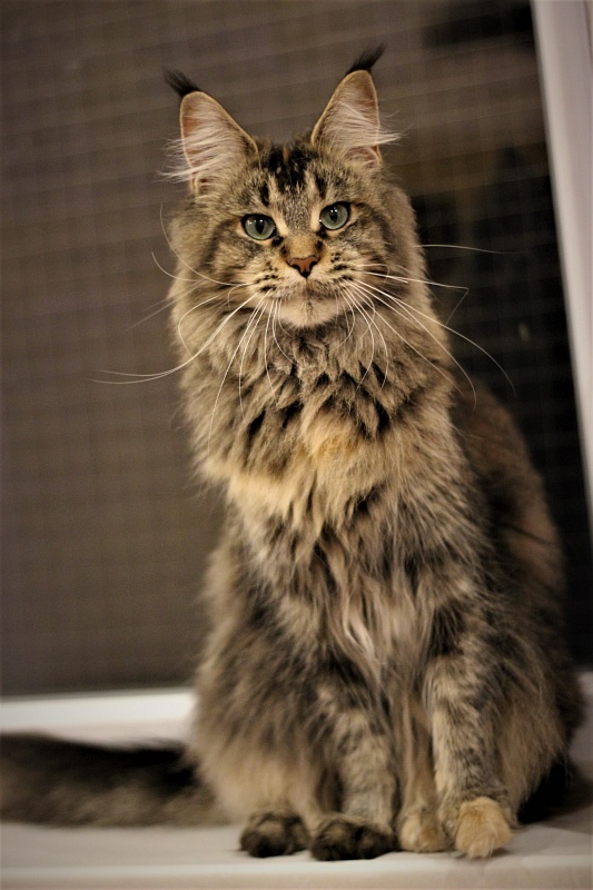 Latifa Monterini - Adult maine-coon 1 year 3 months 3.5 weeks