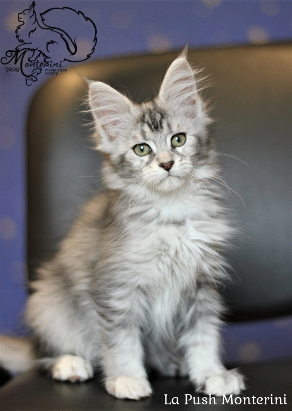 La Push Monterini - maine-coon