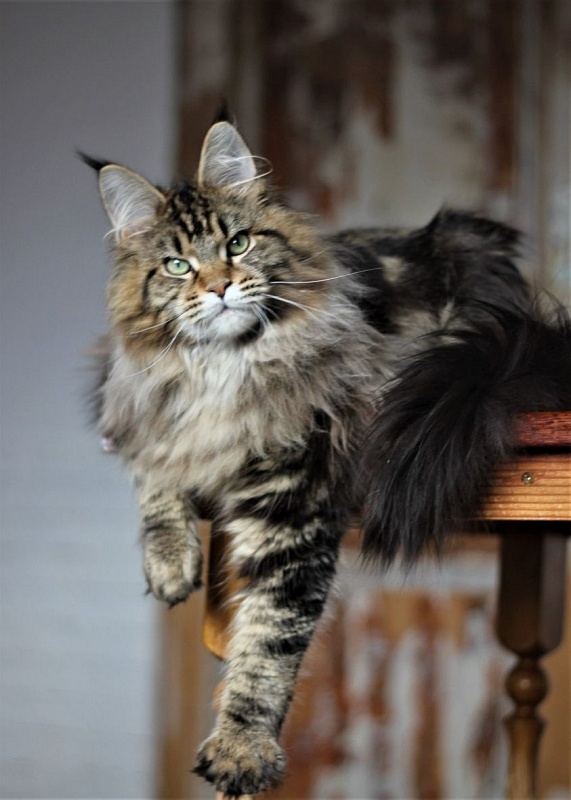 Marik Monterini - maine-coon