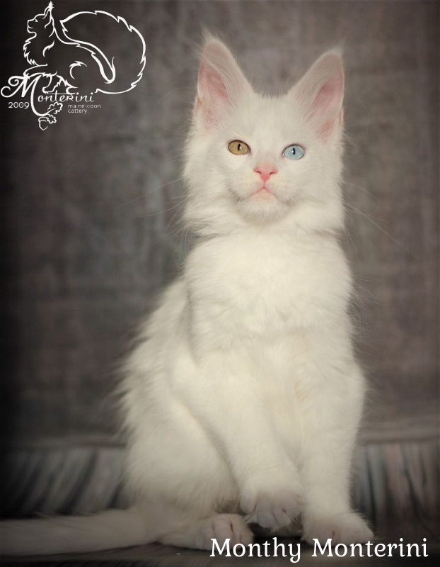 Monthy Monterini - maine-coon