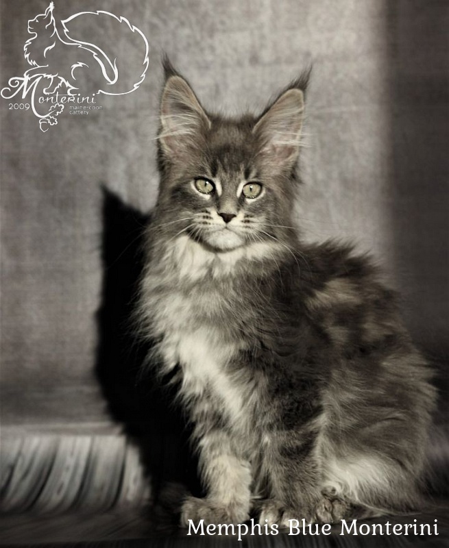 Memphis Blue Monterini - maine-coon