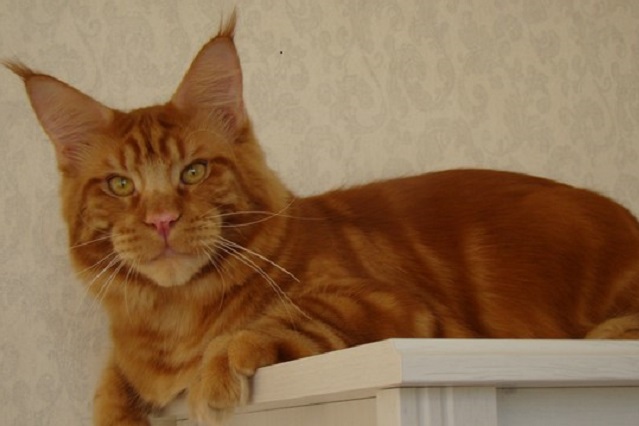 Captain Coon's Chief - Adult maine-coon 11 months 1 week