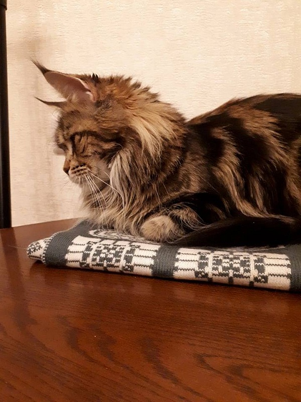 Maleficenta Deep Insight - maine-coon