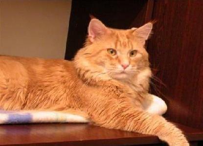 Battle Creek's Firewall - maine-coon