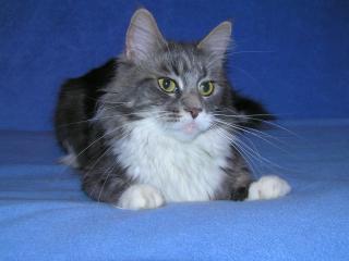 Stella Ewjatar - мейн-кун