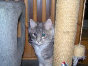 Claud Maykatri Blue - maine-coon