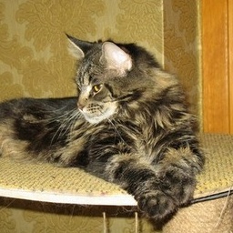 Eyre Imperial Coon