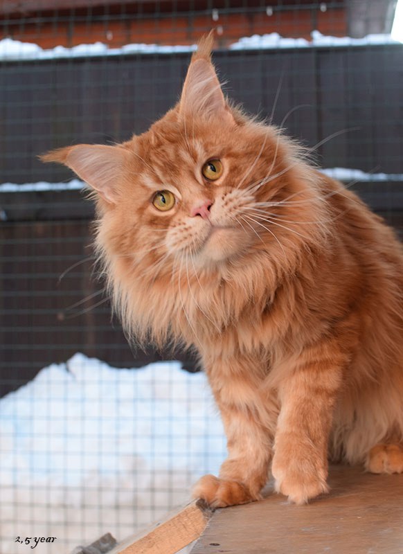 Cartoonland's Handy - maine-coon