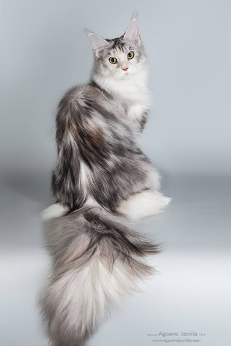 Moving Spirit Epoch - maine-coon