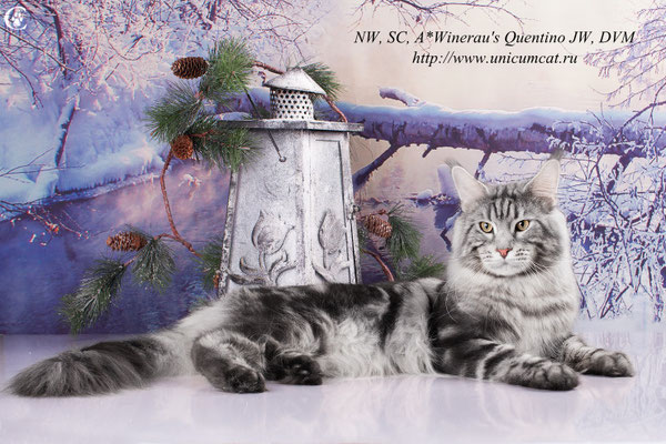 A Winerau's Quentino - maine-coon