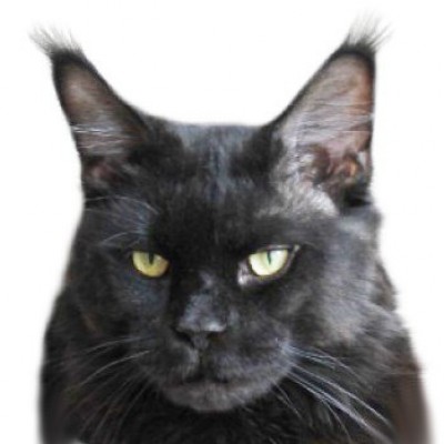 Clabbacoon's Santo Graal - maine-coon