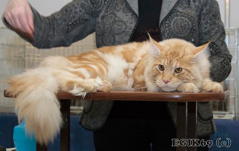 Atlant Adam Tizan - maine-coon