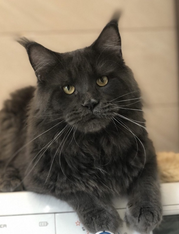 Bruce di Lavorgo - maine-coon