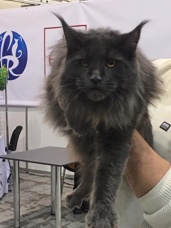 Bruce di Lavorgo - maine-coon