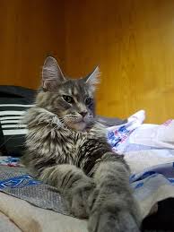 Sina's Little Giants Nobody is Perfect but Me - maine-coon